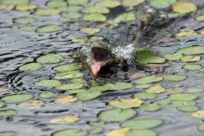 Frosch im Kampf mit einer Libelle