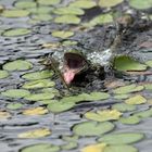 Frosch im Kampf mit einer Libelle