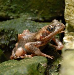 Frosch im Keller gefangen!