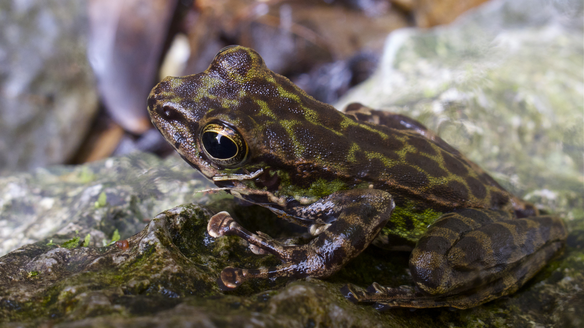 Frosch im Khao Sok Nationalpark, Thailand