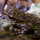 Frosch im Khao Sok Nationalpark, Thailand