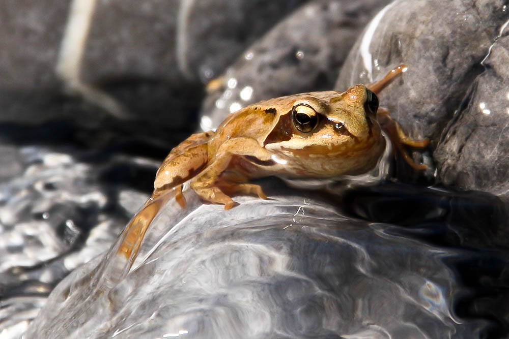 Frosch im Lech