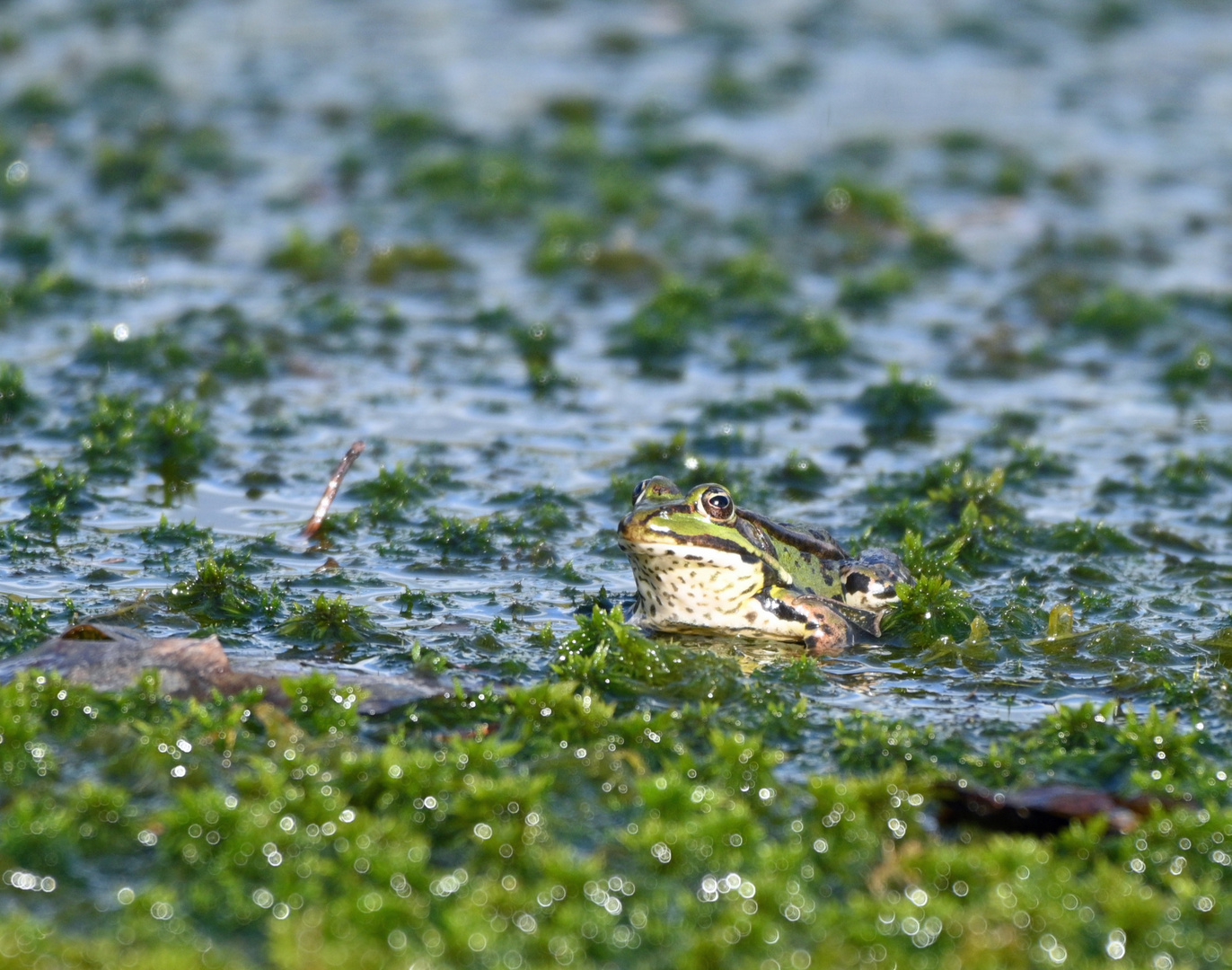 Frosch im Moor