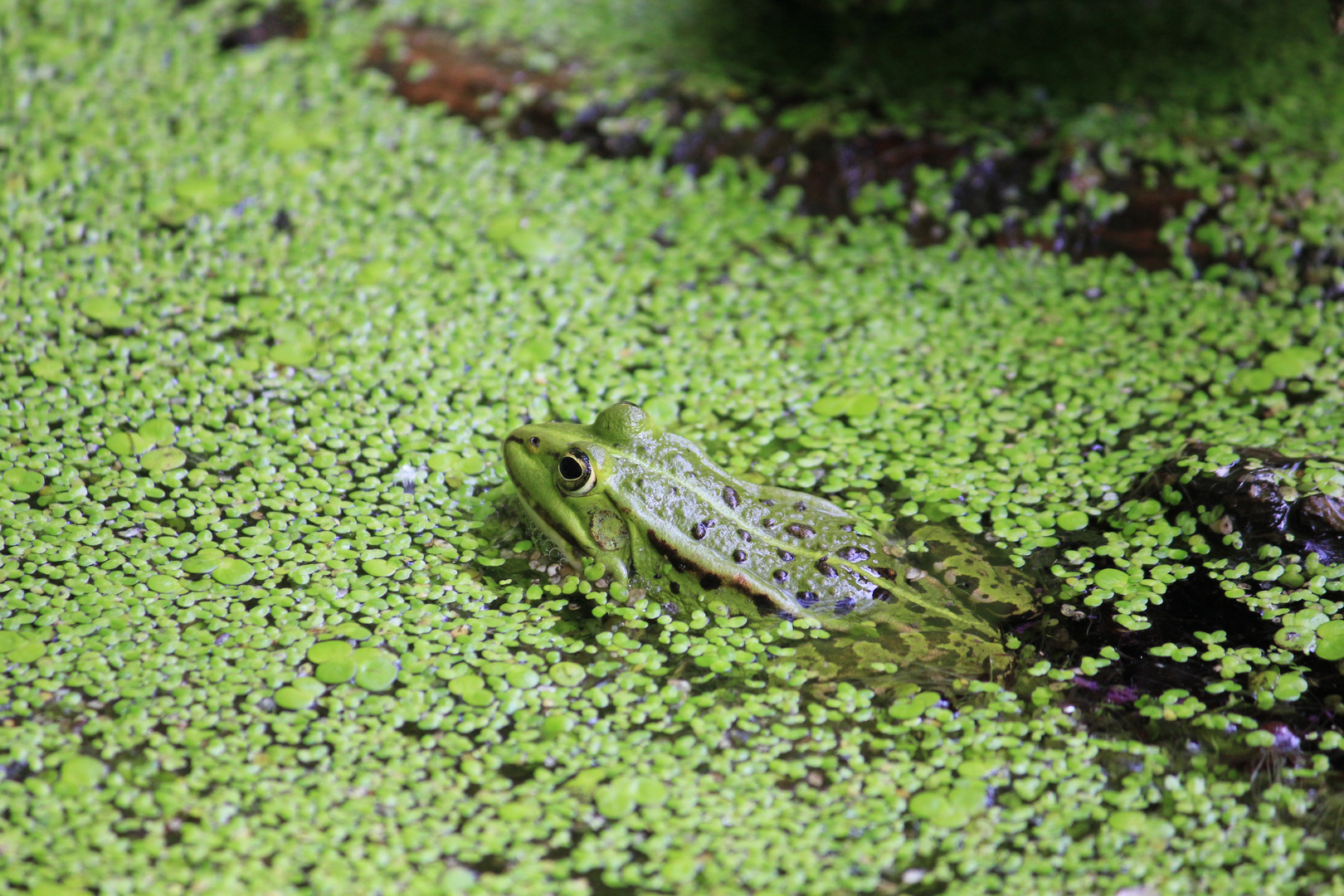 Frosch im Moor