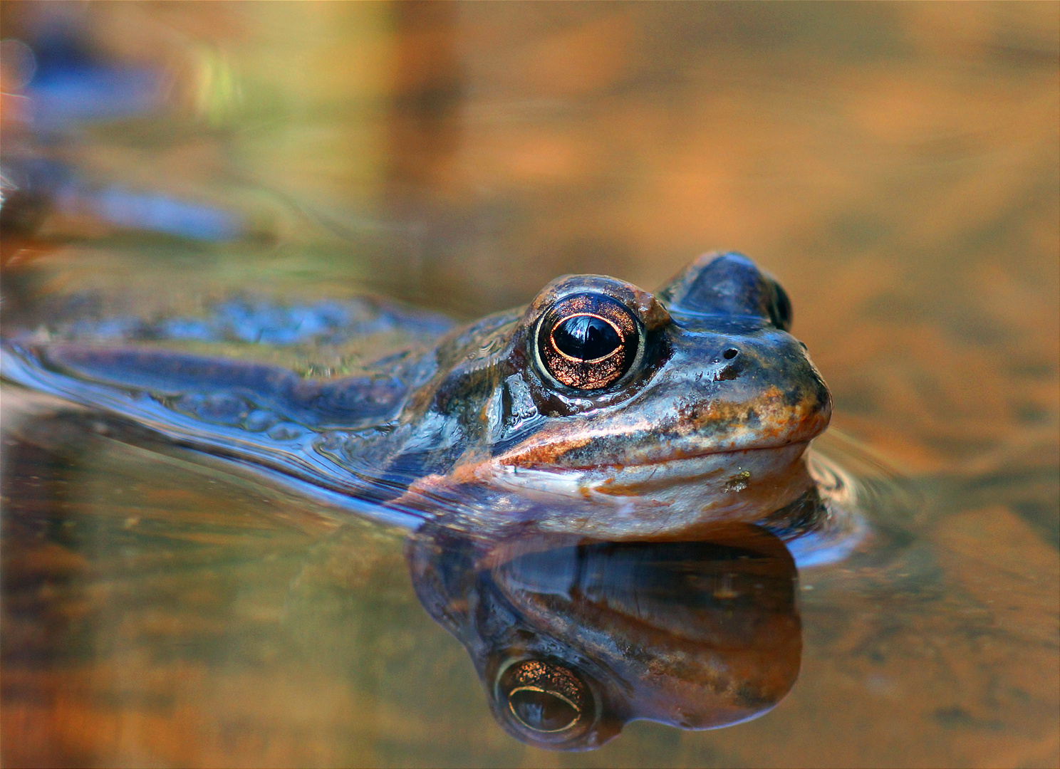 Frosch im Moor