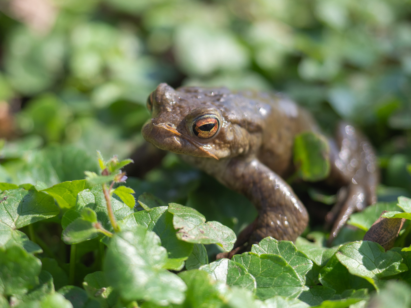 Frosch im Moos