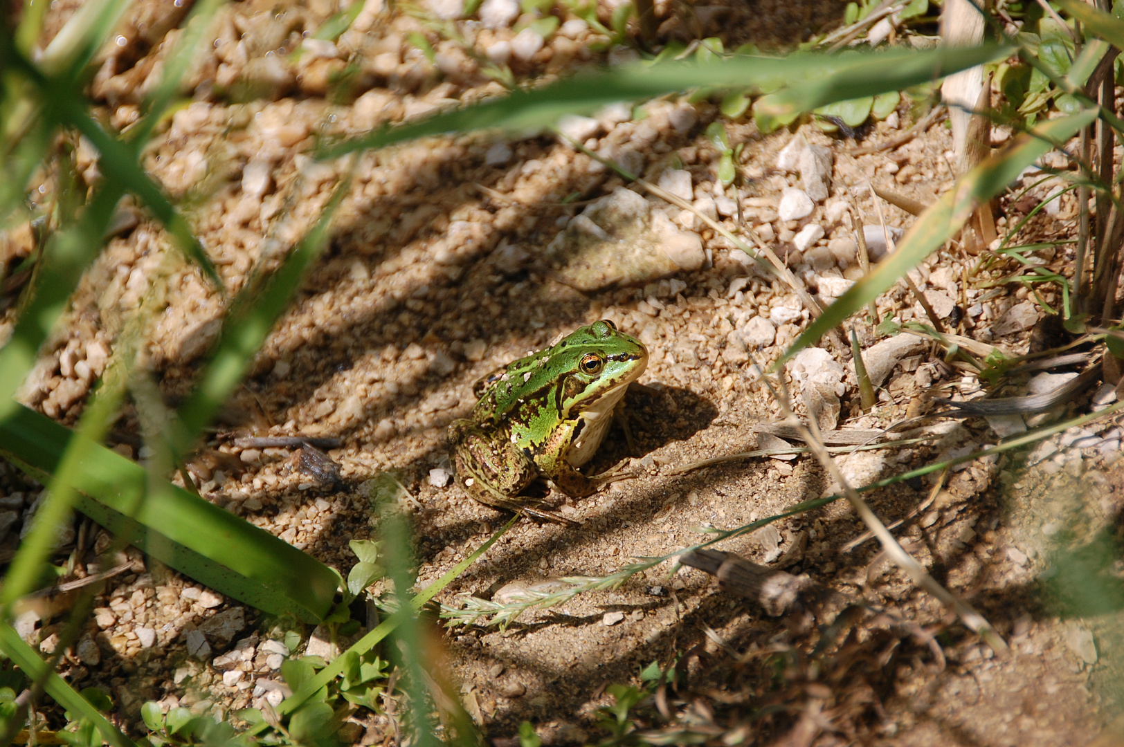 Frosch im Naturrahmen