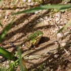 Frosch im Naturrahmen