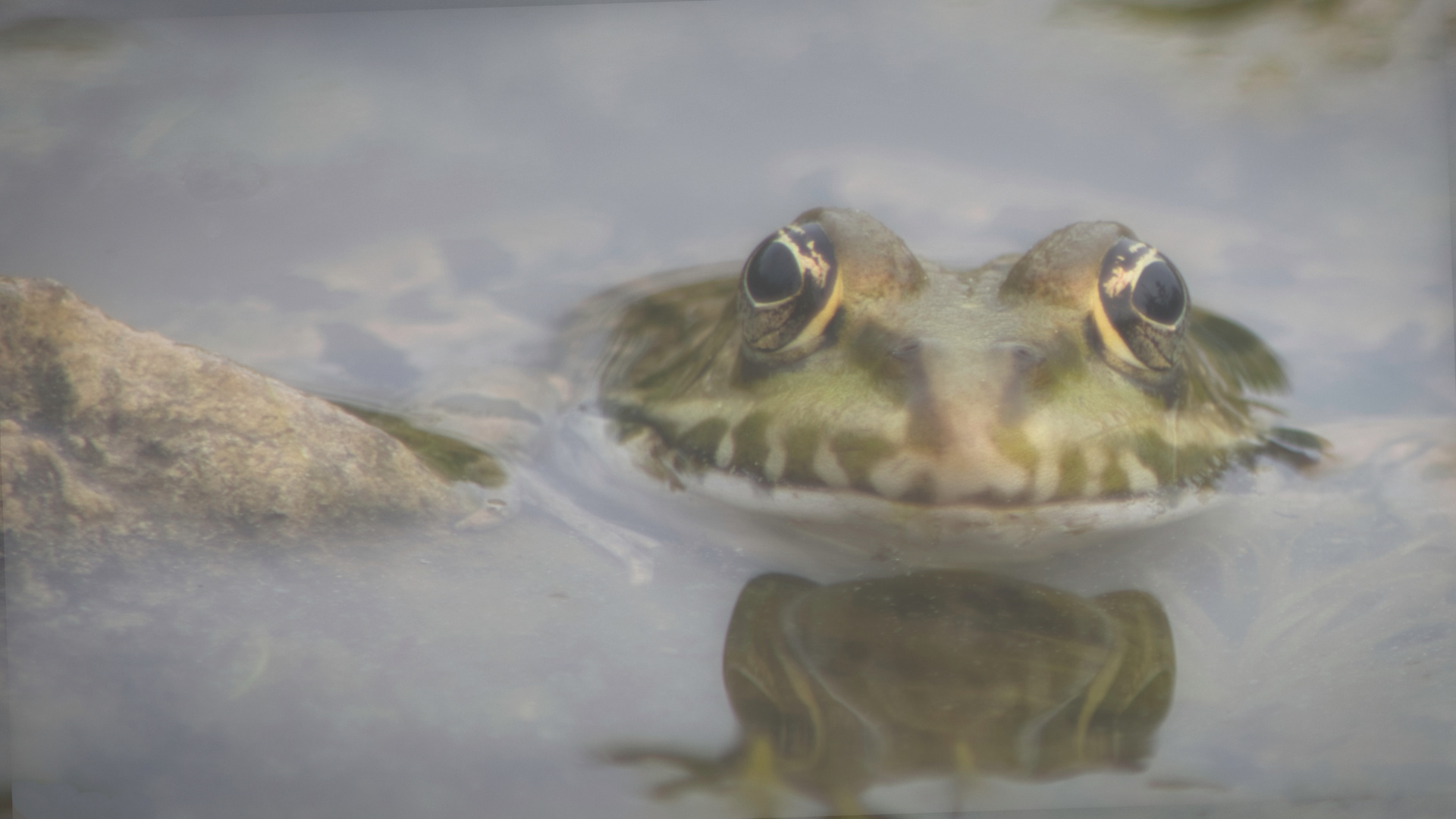 Frosch im Nebelteich