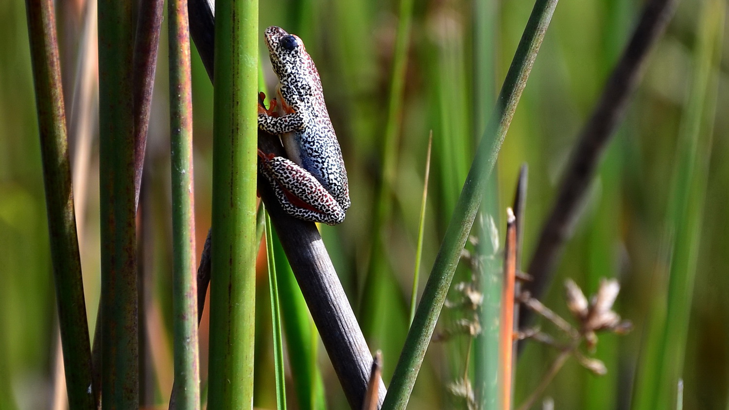 Frosch im Okavango-Delta