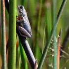 Frosch im Okavango-Delta