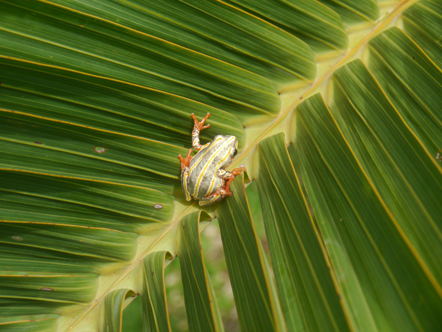 Frosch im Palmblatt