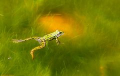 Frosch im Paradies...