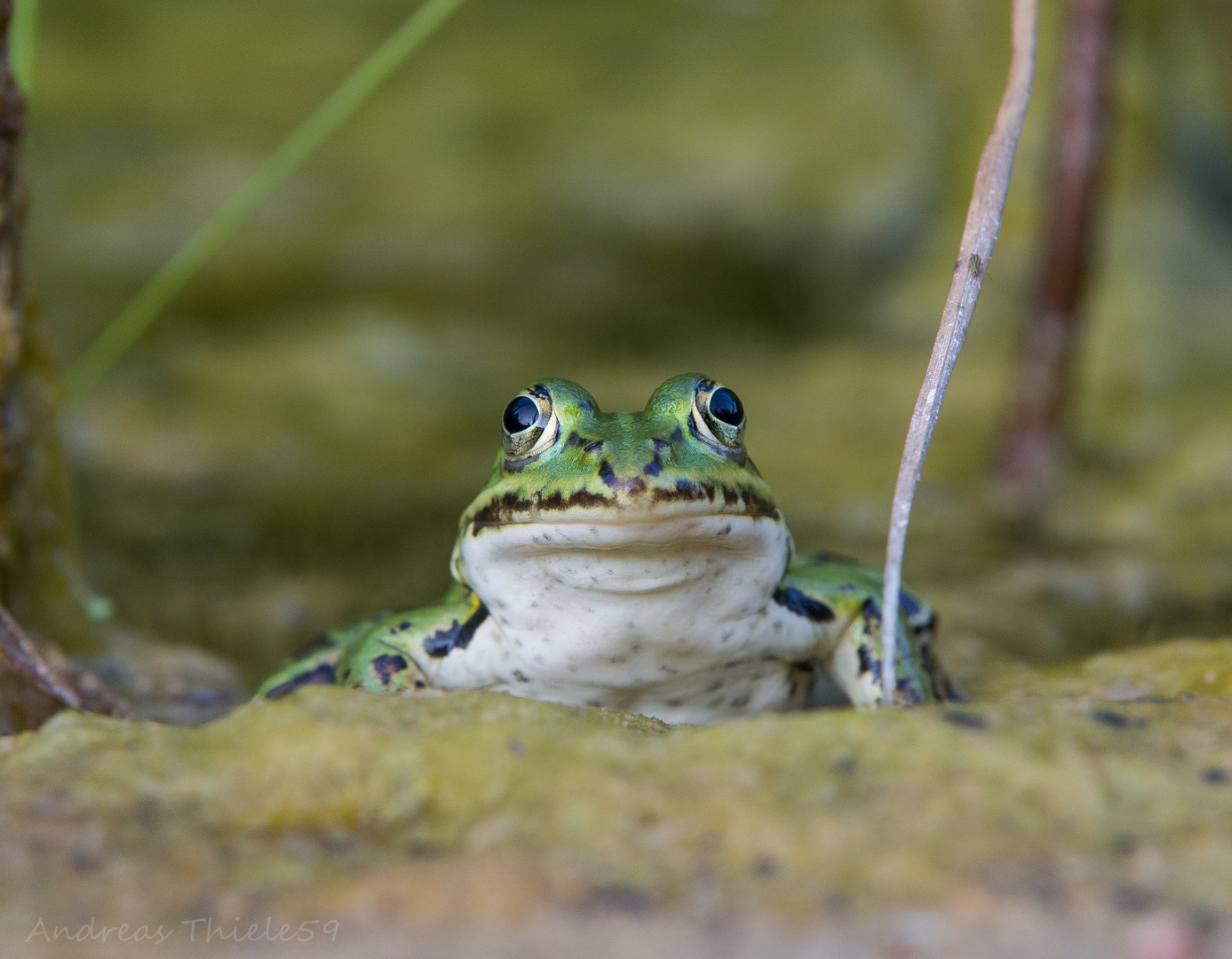 Frosch im Porträt :)