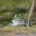 Frosch im Porträt :)