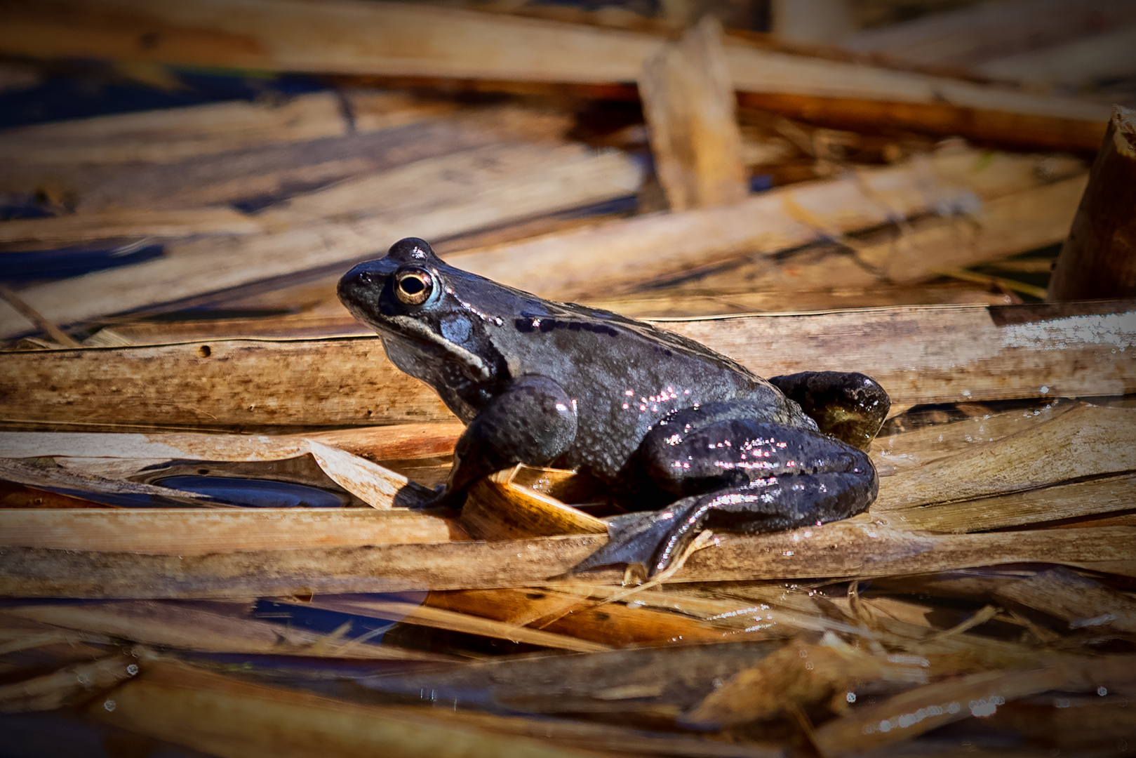 Frosch im Posing