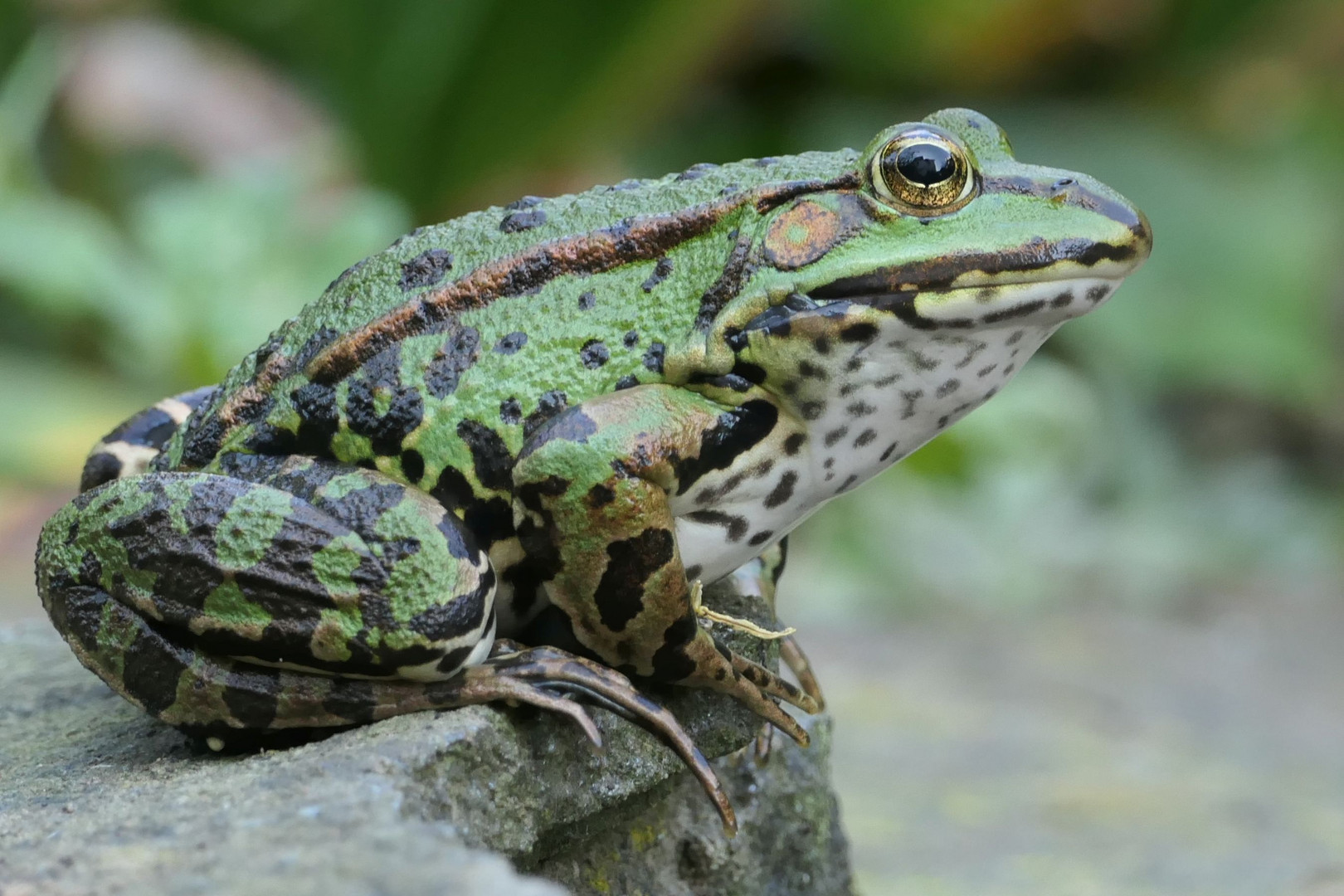 Frosch im Profil