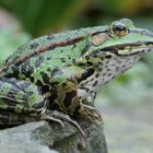 Frosch im Profil