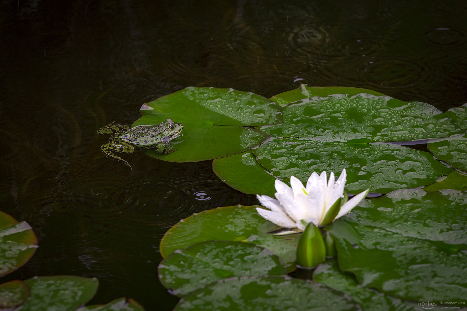 Frosch im Regen