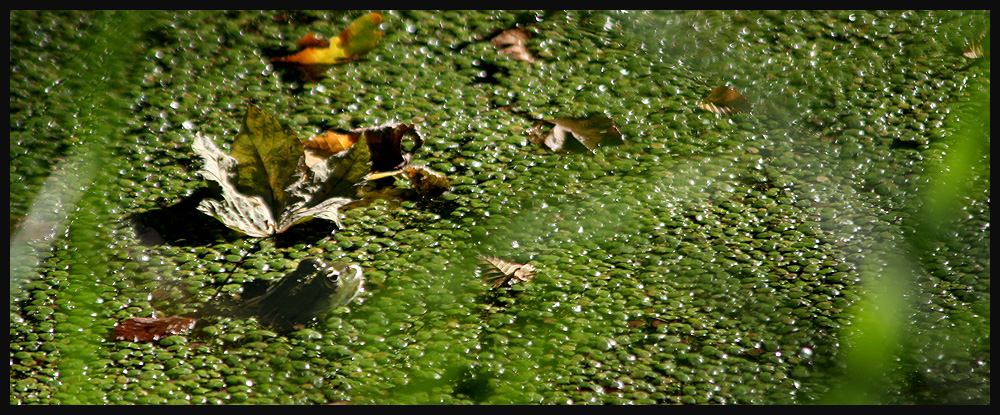 Frosch im Römerweiher II