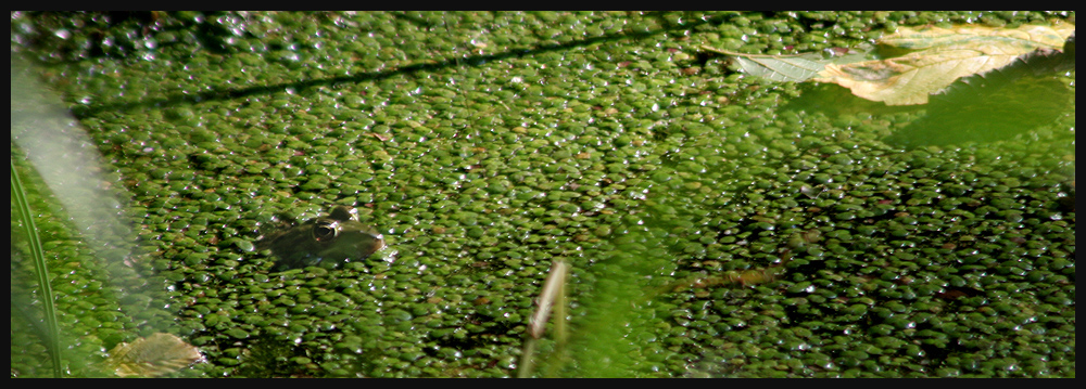 Frosch im Römerweiher III