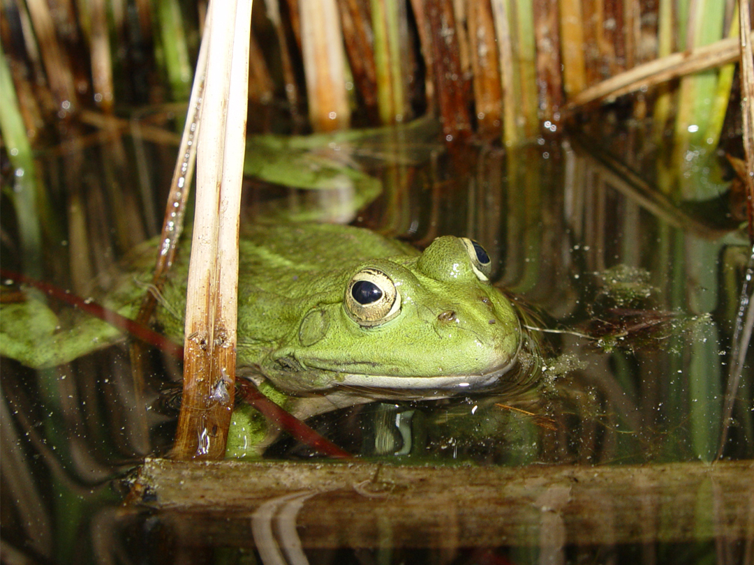 Frosch im Schilf