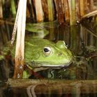 Frosch im Schilf