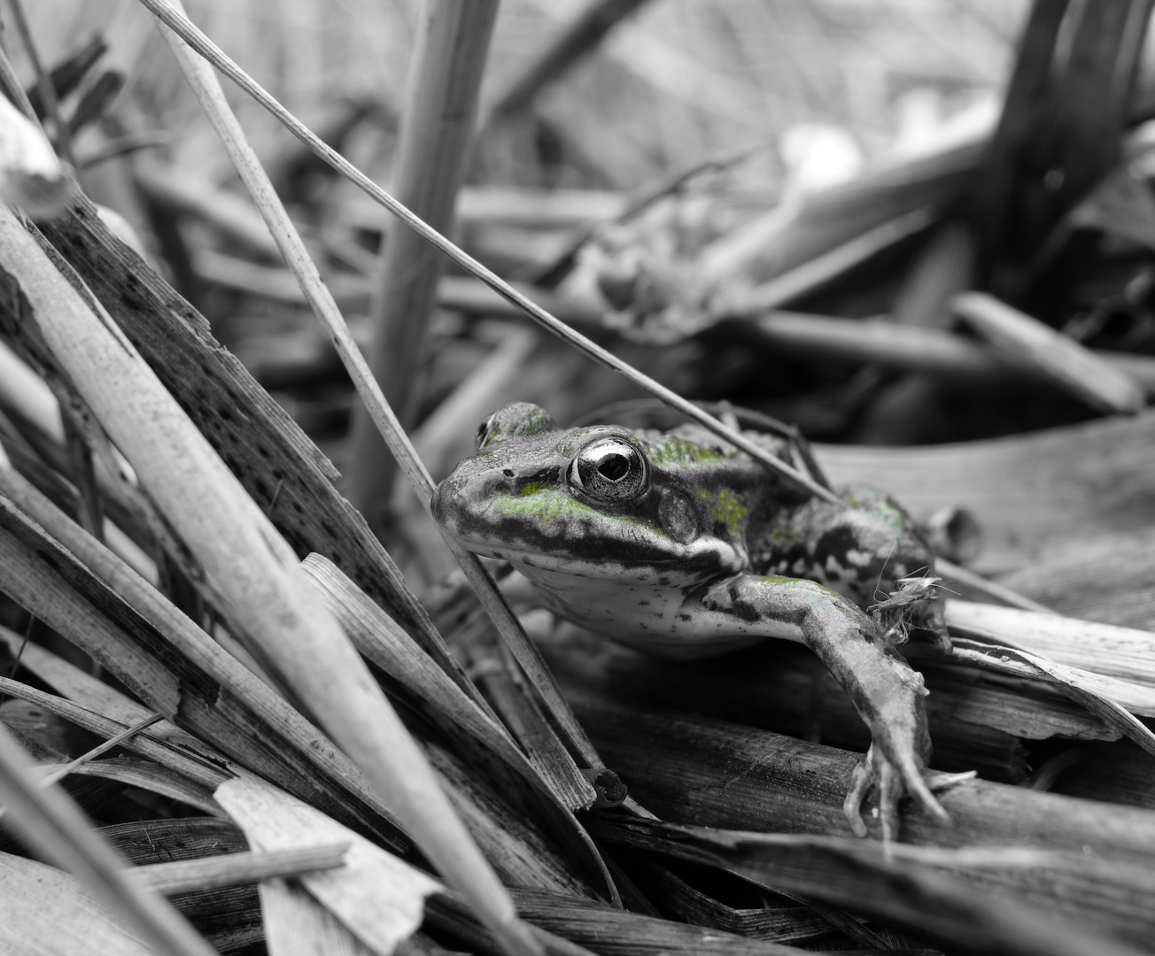 Frosch im Schilf