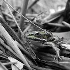 Frosch im Schilf