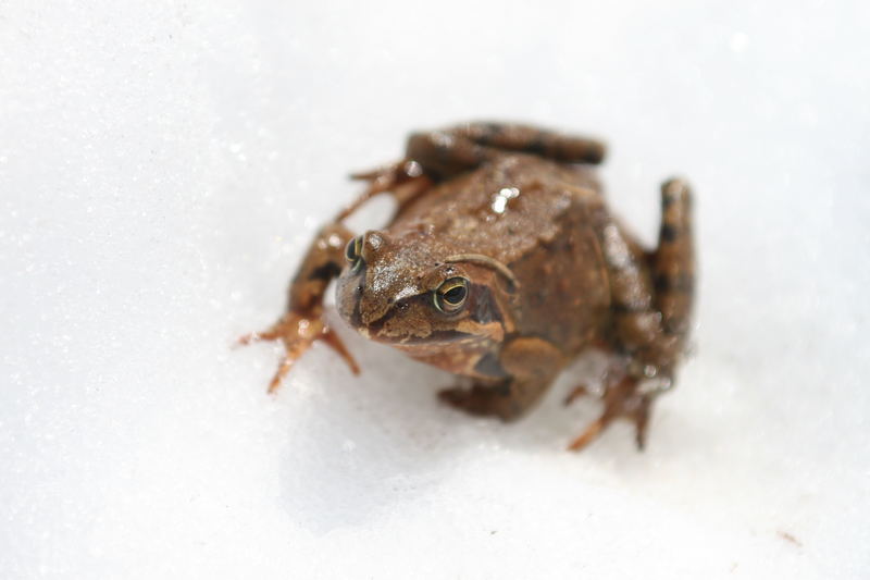 Frosch im Schnee