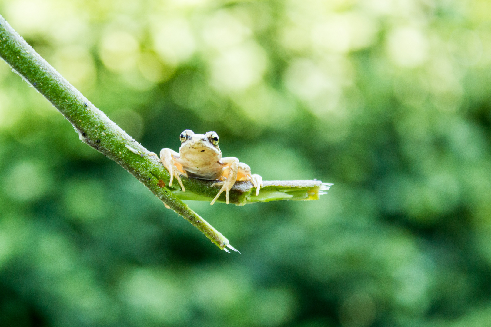 Frosch im Schwimmbad gefunden