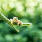 Frosch im Schwimmbad gefunden