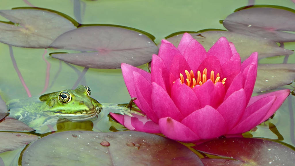 Frosch im Seerosengarten