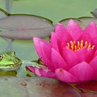 Frosch im Seerosengarten