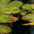 Frosch im Seerosenteich 2 2019