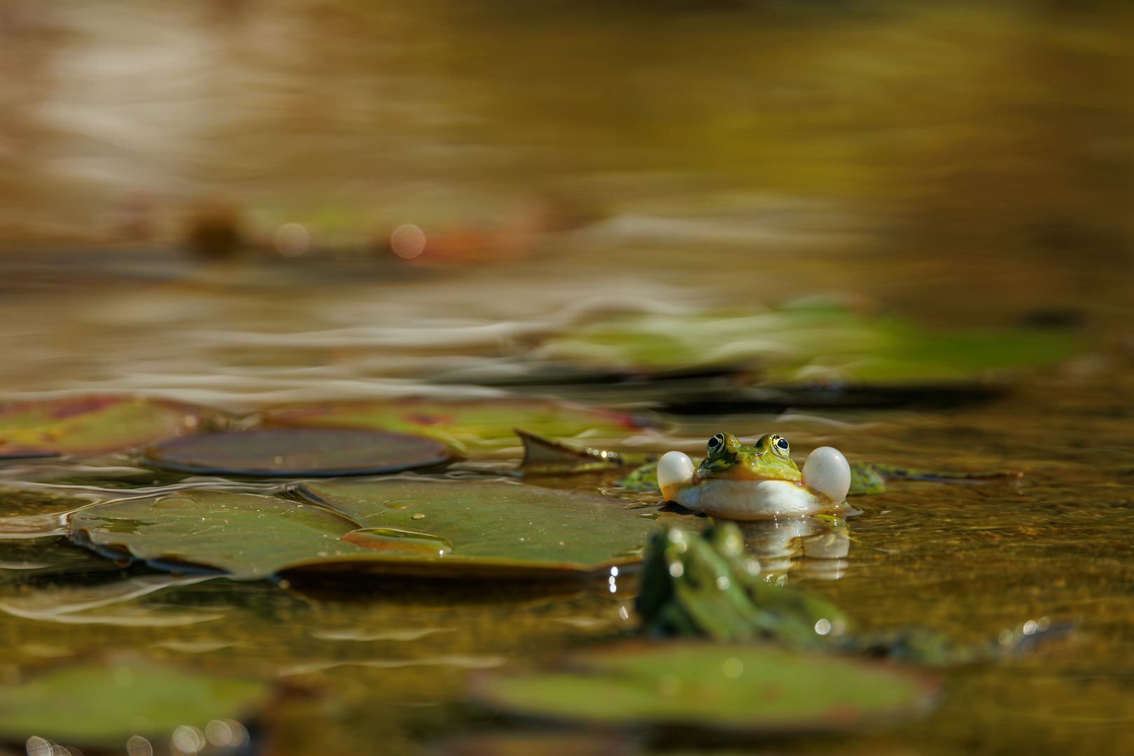 Frosch im Seerosenteich