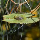 Frosch im Seerosenteich