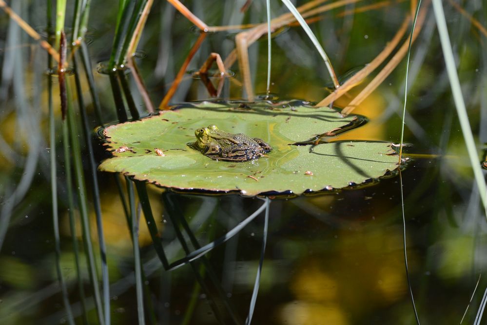 Frosch im Seerosenteich