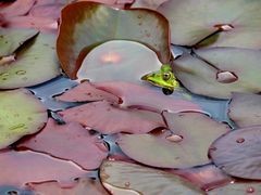 Frosch im Seerosenteich