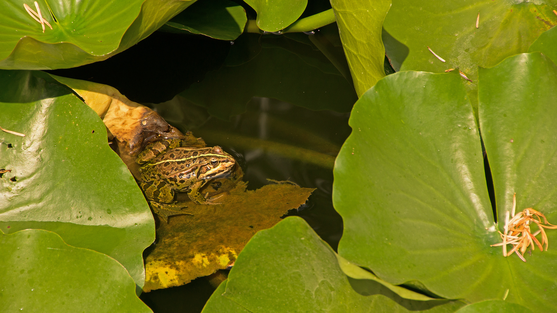 Frosch im Seerosenteich