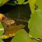 Frosch im Seerosenteich