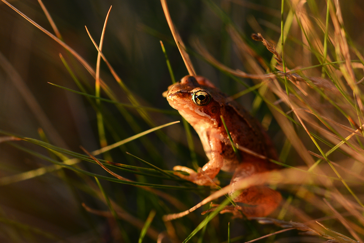 Frosch im Sonnenlicht