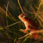 Frosch im Sonnenlicht