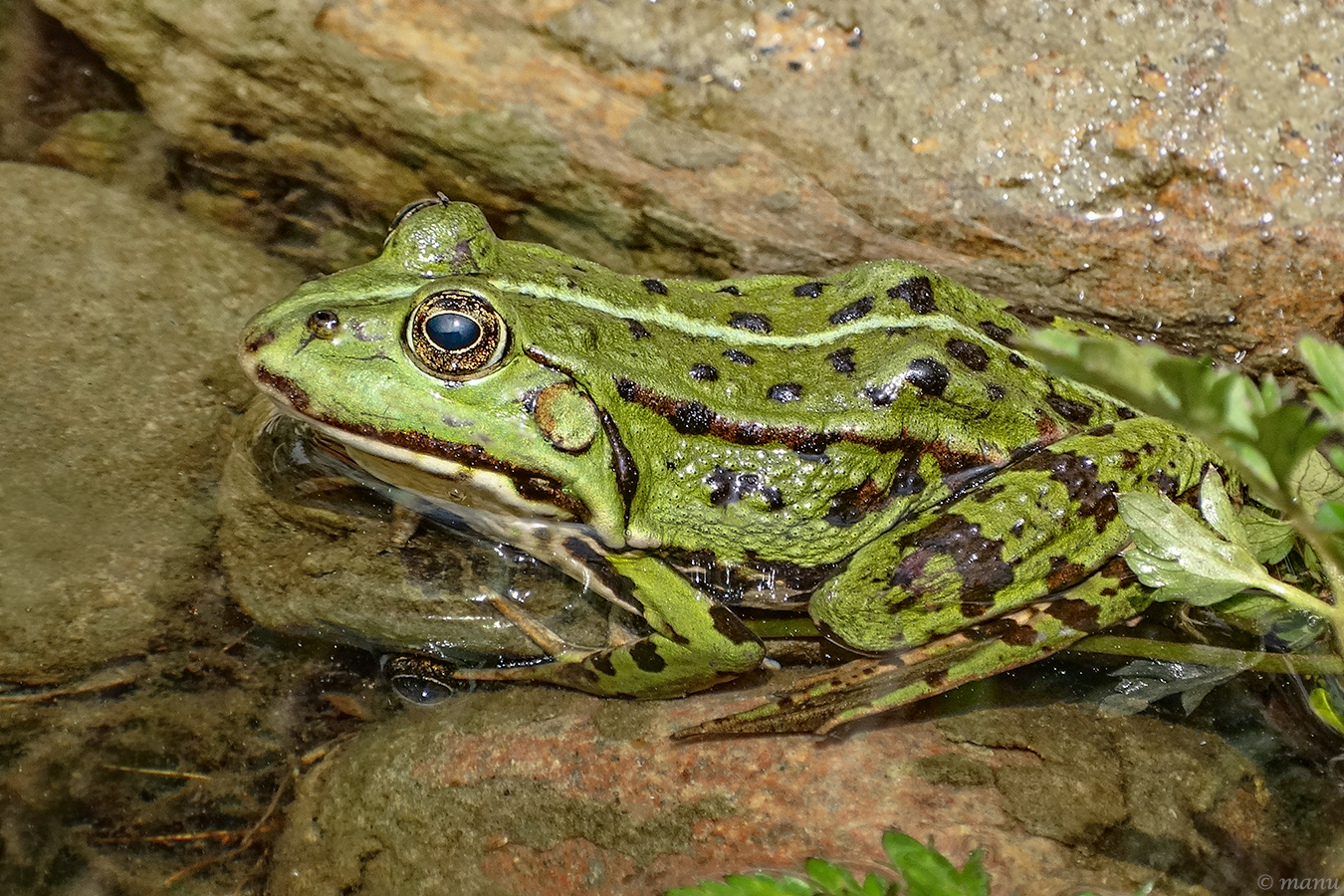 Frosch im Sonnenlicht,