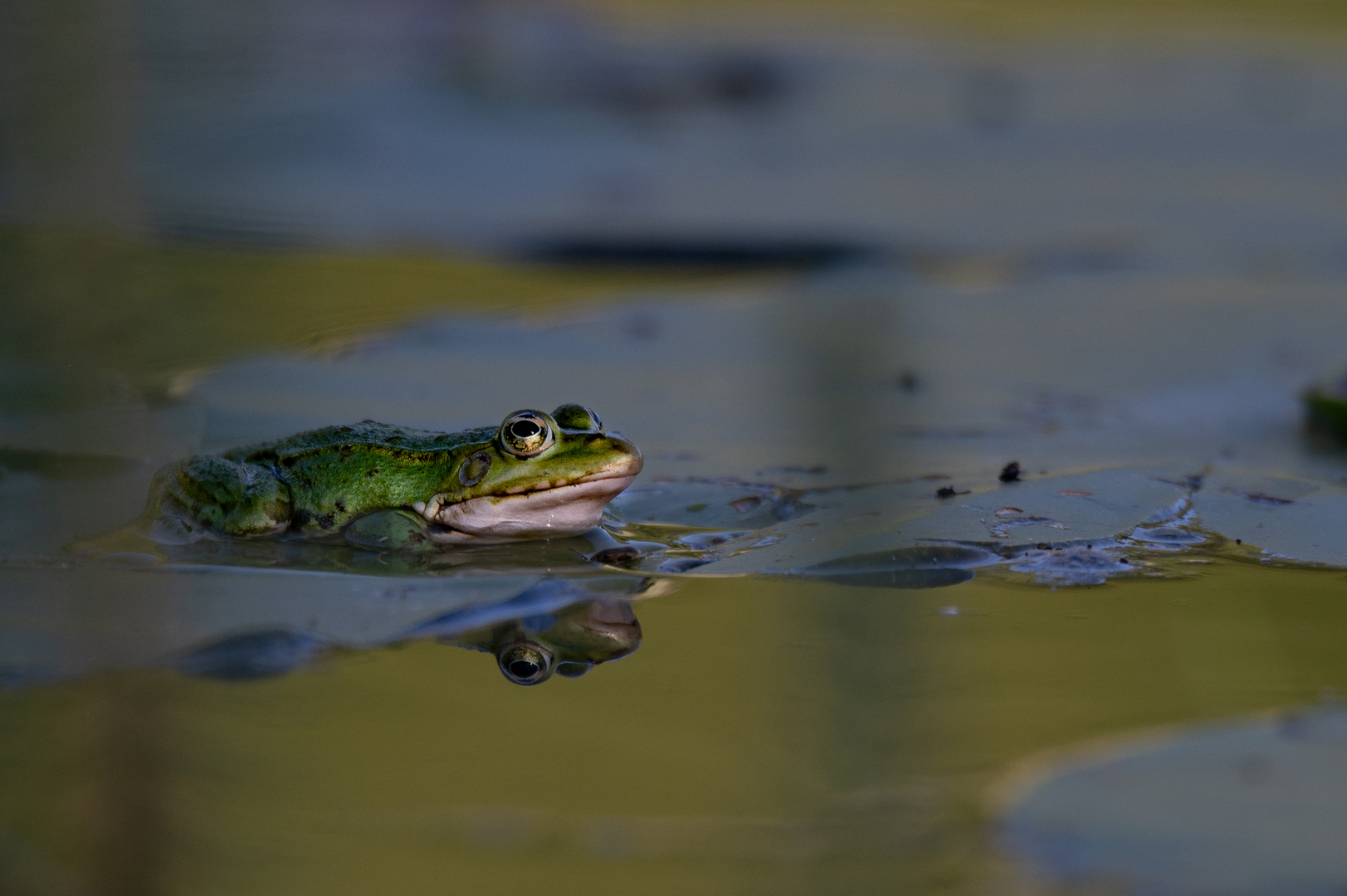 Frosch im Spiegel am 16.06.2022