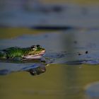 Frosch im Spiegel am 16.06.2022