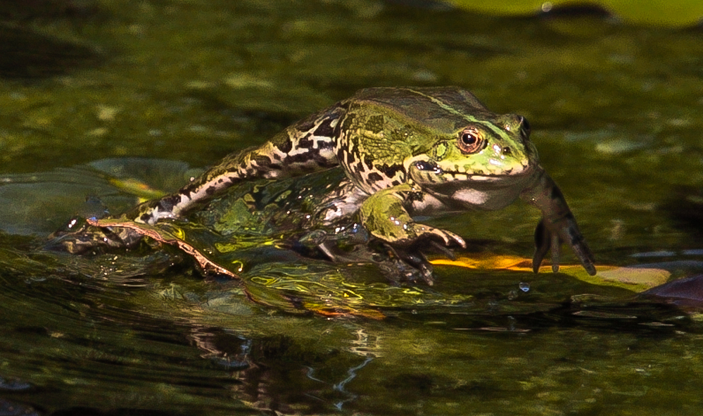 Frosch im Sprung erwischt