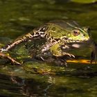 Frosch im Sprung erwischt