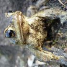 Frosch im Steinbachtal