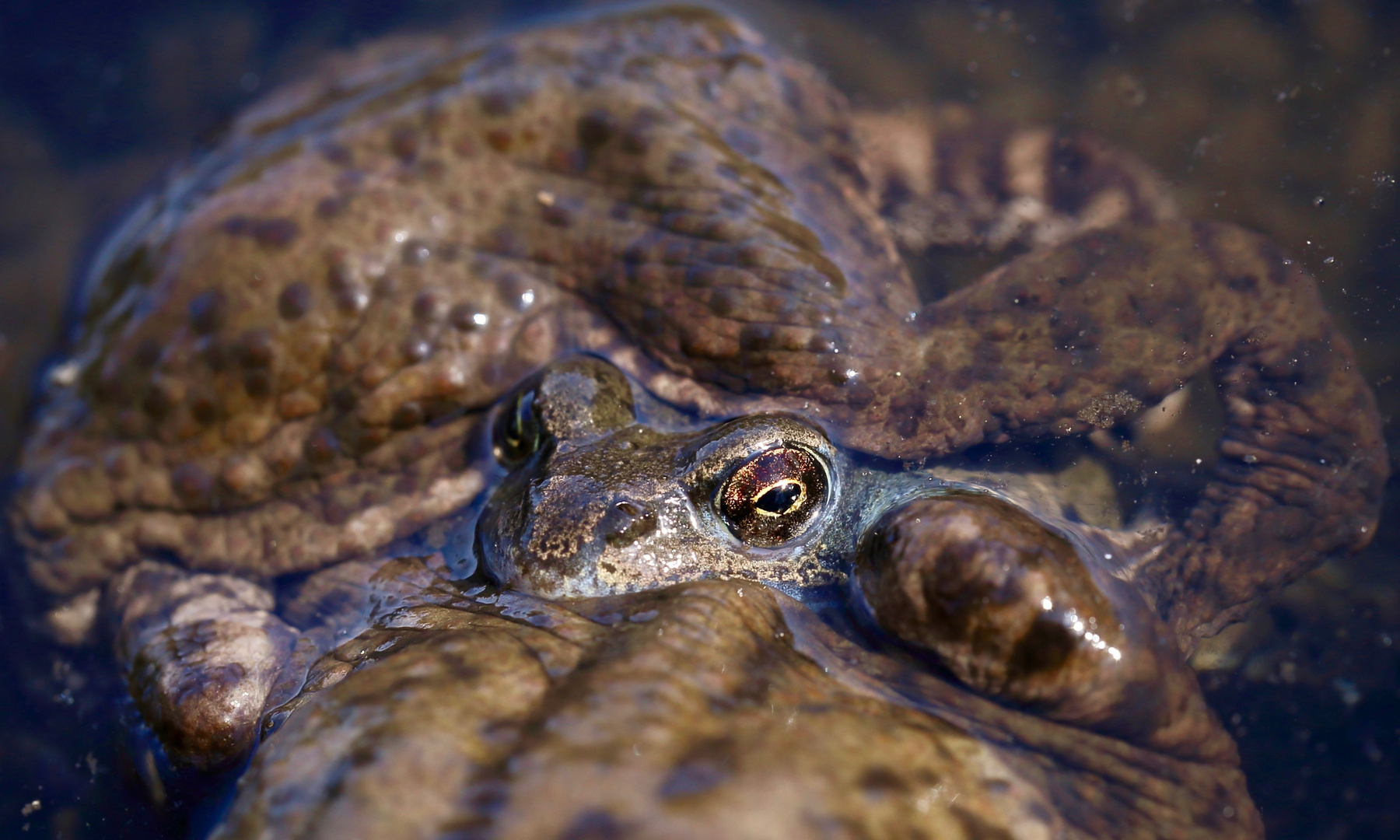 Frosch im Swingerclub der Kröten...